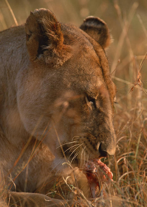 头,无人,吃,竖图,室外,特写,白天,正面,旅游,度假,美景,植物,哺乳动物,野生动物,狮子,非洲,肯尼亚,枯萎,朦胧,模糊,景观,肉,枯草,注视,娱乐,肉类,草,一只,黄色,自然,动物,观察,看,趴着,享受,休闲,景色,放松,观看,察看,国家公园,关注,自然风光,凶猛,肉食,阿非利加洲,肯尼亚共和国,马赛马拉国家公园,残暴,凶残,头部,嚼,趴,食,半身,彩图