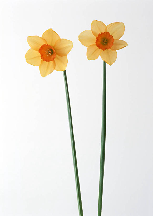 无人,竖图,室内,特写,白天,白色背景,正面,爱情,陶醉,水仙花,盛开,花蕾,花,花瓣,花朵,鲜花,两朵,花苞,花蕊,橙色,摄影,影棚,记忆,金盏银台,玉玲珑,女史花,雅蒜,天蒜,敬意,自恋,凌波仙子,水仙,天葱,彩图,影棚拍摄,拍摄