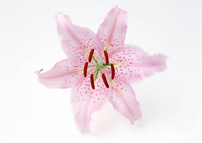 无人,横图,室内,特写,白天,白色背景,正面,百合花,盛开,花蕾,花,花瓣,花朵,鲜花,一朵,粉色,花苞,花蕊,摄影,影棚,强瞿,百合蒜,倒仙,番韭,山丹,彩图,影棚拍摄,拍摄