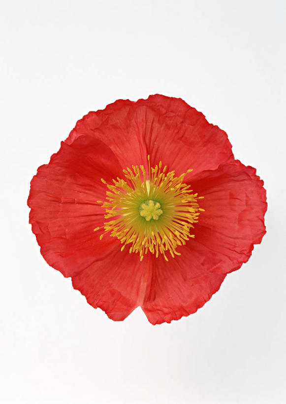 无人,竖图,室内,特写,白天,白色背景,正面,植物,罂粟,盛开,草药,花蕾,中药,花,花瓣,花朵,鲜花,一朵,红色,花苞,花蕊,摄影,影棚,毒品,药材,中草药,中药材,本草,止痛,镇静,安眠,红罂粟,罂粟花,米囊花,彩图,影棚拍摄,拍摄