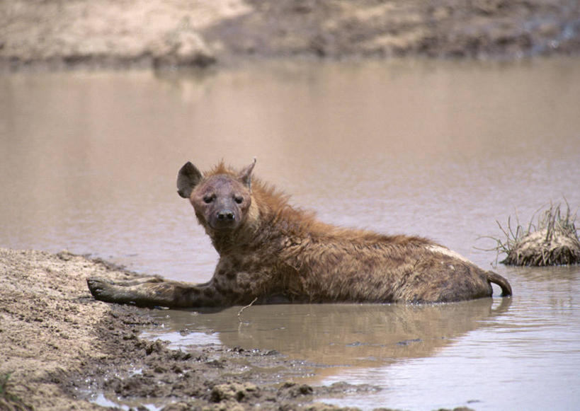 无人,坐,横图,室外,白天,侧面,旅游,度假,河流,石头,美景,水,狗,野生动物,非洲,肯尼亚,石子,河水,景观,水流,扭头,注视,娱乐,一只,自然,动物,观察,看,转头,享受,休闲,景色,放松,观看,察看,国家公园,关注,自然风光,凶猛,沉积岩,鬣狗,阿非利加洲,斑点土狼,斑鬣狗,肯尼亚共和国,马赛马拉国家公园,水成岩,残暴,凶残,石块,岩石,坐着,彩图,全身