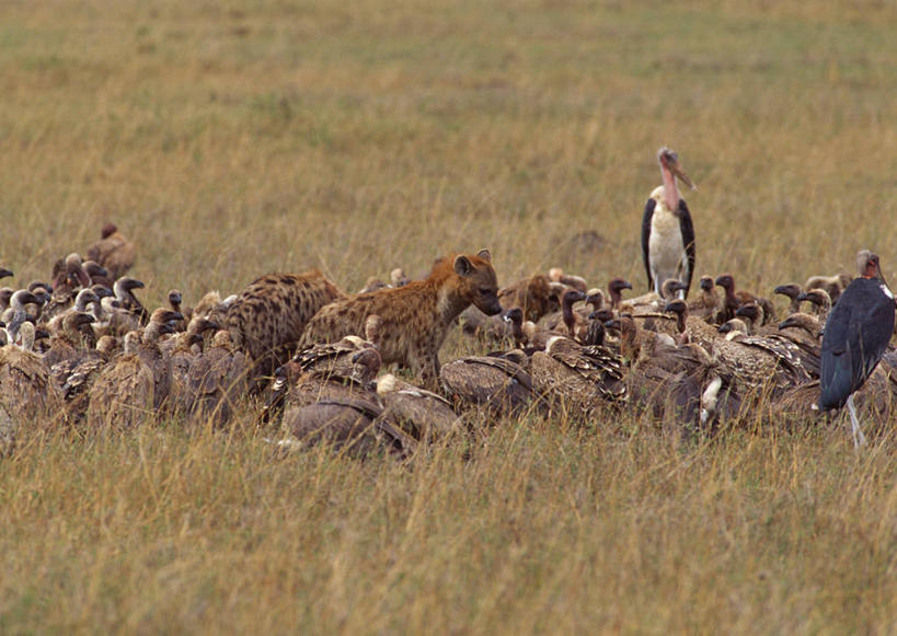 无人,站,横图,室外,白天,正面,旅游,度假,美景,植物,鸟,野生动物,非洲,肯尼亚,许多,枯萎,豺狗,鸟类,秃鹫,景观,枯草,很多,注视,娱乐,草,黄色,自然,动物,观察,看,站着,享受,休闲,景色,放松,观看,察看,国家公园,关注,自然风光,凶猛,豺,阿非利加洲,亚洲豺犬,亚洲野犬,肯尼亚共和国,马赛马拉国家公园,残暴,凶残,座山雕,秃鹰,狗头鹫,站立,半身,彩图