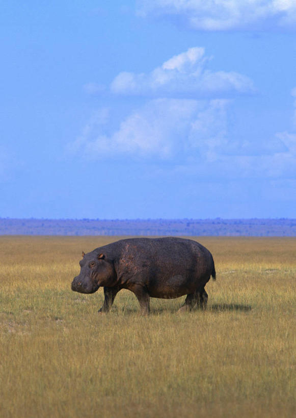 无人,公园,走,竖图,室外,白天,侧面,旅游,度假,草地,草坪,石头,美景,山,山脉,植物,哺乳动物,河马,野生动物,非洲,肯尼亚,阴影,光线,石子,影子,地平线,景观,山峰,云,云朵,辽阔,地面,山峦,云彩,注视,娱乐,草,一只,蓝色,绿色,白云,蓝天,天空,阳光,自然,动物,群山,天,观察,看,享受,休闲,广阔,景色,放松,晴朗,观看,一望无际,察看,国家公园,关注,自然风光,延伸,凶猛,沉积岩,天地相交,阿非利加洲,肯尼亚共和国,无边无际,一马平川,安波塞利国家公园,裂谷省,水成岩,残暴,凶残,石块,岩石,晴空,步行,散步,走路,彩图,全身
