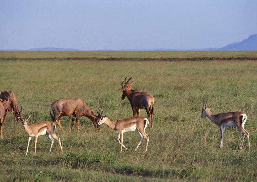 无人,走,横图,室外,白天,侧面,旅游,度假,草地,草坪,美景,植物,野生动物,羊,非洲,肯尼亚,许多,阴影,光线,羚羊,影子,地平线,景观,辽阔,地面,很多,注视,娱乐,草,蓝色,绿色,蓝天,天空,阳光,自然,动物,天,观察,看,享受,休闲,广阔,景色,放松,可爱,活泼,晴朗,观看,一望无际,察看,国家公园,关注,自然风光,延伸,瞪羚,汤姆森瞪羚,万里无云,天地相交,阿非利加洲,肯尼亚共和国,马赛马拉国家公园,无边无际,一马平川,汤氏瞪羚,晴空,晴空万里,步行,散步,走路,半身,彩图