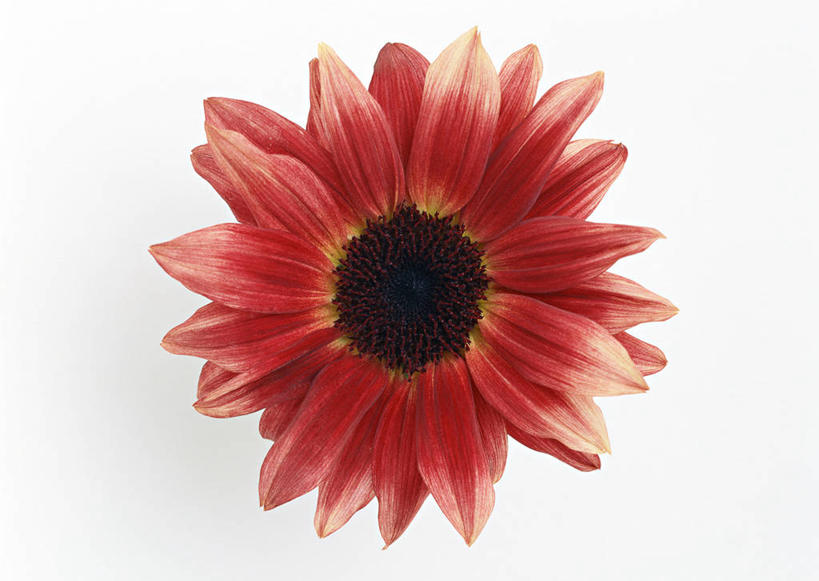 无人,横图,室内,特写,白天,白色背景,正面,爱情,幸福,太阳,向日葵,盛开,花蕾,花,花瓣,花朵,鲜花,一朵,红色,花苞,花蕊,摄影,影棚,光辉,沉默,忠诚,勇敢,投缘,爱慕,高傲,朝阳花,葵花,望日莲,向阳花,转日莲,彩图,影棚拍摄,拍摄