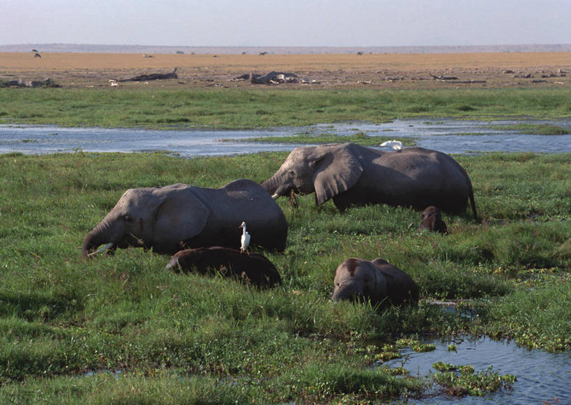 无人,公园,走,横图,室外,白天,侧面,旅游,度假,草地,草坪,河流,美景,水,植物,白鹭,哺乳动物,大象,鸟,野生动物,非洲,肯尼亚,许多,阴影,光线,鸟类,影子,河水,景观,水流,非洲象,很多,注视,娱乐,草,绿色,阳光,自然,动物,观察,看,享受,休闲,景色,放松,观看,察看,国家公园,关注,自然风光,阿非利加洲,白鹭鸶,雪客,肯尼亚共和国,安波塞利国家公园,裂谷省,象,鹭鸶,步行,散步,走路,彩图,全身