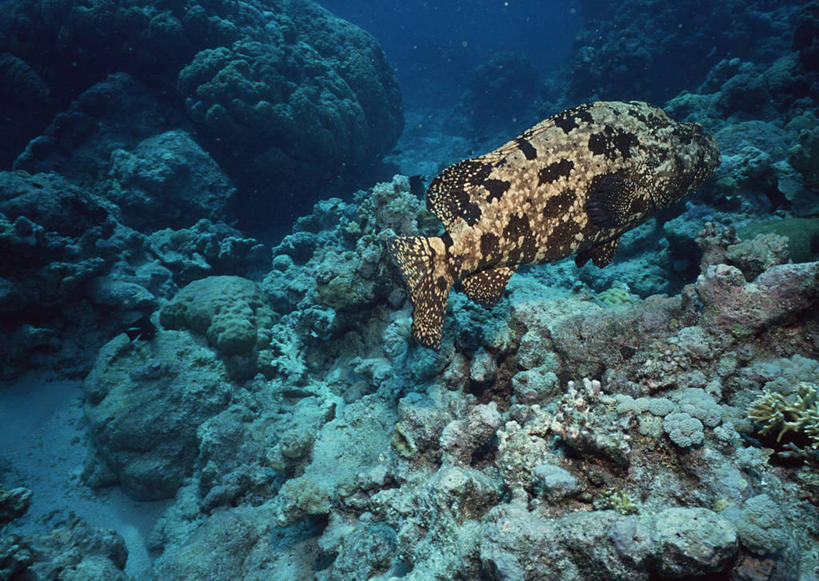 游泳,无人,横图,室外,白天,正面,旅游,度假,海底,水下,海浪,海洋,美景,澳大利亚,鱼,珊瑚,景观,浪花,水底,许多人,娱乐,珊瑚礁,鱼类,海洋生物,自然,海水,一群人,享受,休闲,景色,放松,海底世界,石斑,石斑鱼,自然风光,水生动物,大洋洲,澳洲,水生物,海景,海底动物,海底礁,南方大陆,澳大利亚联邦,泅水,过鱼,海鸡鱼,红季鱼,会鱼,季鱼,鲙鱼,大堡礁,拍浮,大海,风浪,海,海床,海水的波动,礁,近岸浪,岩石,涌浪,彩图,全身