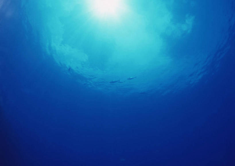 无人,横图,室外,白天,正面,旅游,度假,海底,水下,海浪,海洋,美景,哺乳动物,海豚,东京,日本,亚洲,四只,景观,浪花,水底,娱乐,自然,海水,动物,享受,休闲,景色,放松,可爱,海底世界,活泼,自然风光,海景,东亚,本州,关东地方,本州岛,日本国,东京都,小笠原群岛,小笠原村,小笠原支厅,大海,风浪,海,海床,海水的波动,近岸浪,涌浪,彩图,全身