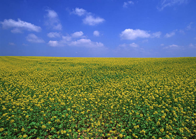 无人,农田,横图,室外,白天,正面,旅游,度假,庄稼,农作物,美景,植物,北海道,日本,亚洲,盛开,地平线,景观,云,云朵,辽阔,草药,药草,地面,花蕾,云彩,娱乐,中药,花,花瓣,花朵,鲜花,黄色,蓝色,白云,蓝天,天空,自然,天,花苞,花蕊,享受,休闲,广阔,景色,放松,晴朗,一望无际,自然风光,延伸,药材,中草药,东亚,中药材,本草,日本国,天地相交,北海道地方,北海道岛,美瑛町,美瑛,道北,地菜,地米菜,护生草,假水菜,菱角菜,荠菜,无边无际,一马平川,晴空,彩图,耕地,庄稼田,上川郡,上川支厅