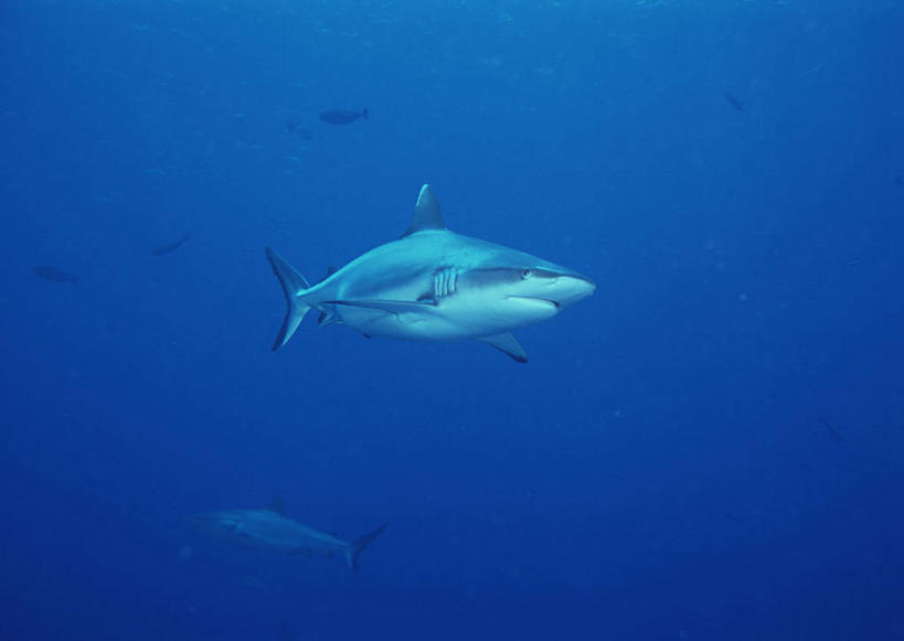 无人,横图,室外,白天,侧面,旅游,度假,海底,水下,海浪,海洋,美景,鲨鱼,野生动物,斐济,一条,景观,浪花,水底,娱乐,自然,海水,动物,享受,休闲,景色,放松,海底世界,自然风光,大洋洲,凶猛,海景,南太平洋,斐济群岛共和国,残暴,凶残,大海,风浪,海,海床,海水的波动,近岸浪,涌浪,沙鱼,彩图,全身