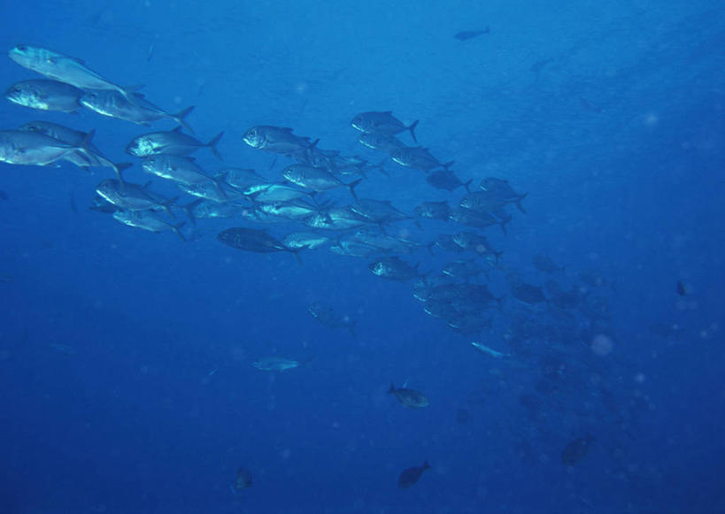 游泳,无人,横图,室外,白天,侧面,旅游,度假,海底,水下,海浪,海洋,美景,鹿儿岛,日本,亚洲,许多,景观,浪花,水底,很多,注视,娱乐,自然,海水,观察,看,享受,休闲,景色,放松,海底世界,观看,马鲛鱼,察看,关注,自然风光,海景,东亚,日本国,九州本岛,九州,九州岛,九州地方,鹿儿岛县,蓝点马鲛鱼,鰆鱼,鱍鱼,竹鲛,土魠鱼,马加,梭齿土魠鱼,泅水,拍浮,大海,风浪,海,海床,海水的波动,近岸浪,涌浪,马鲛,半身,彩图