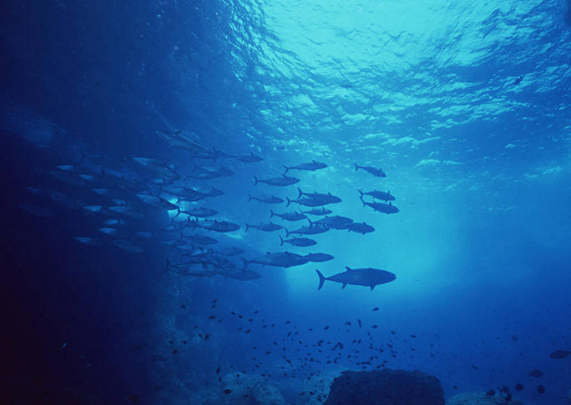 游泳,海鲜,无人,横图,室外,白天,侧面,旅游,度假,海底,水下,海浪,海洋,礁石,石头,美景,东京,日本,亚洲,许多,鱼,石子,景观,浪花,水底,很多,鲔鱼,注视,娱乐,水产,金枪鱼,鱼类,海洋生物,自然,海水,观察,看,享受,休闲,景色,放松,海底世界,观看,吞拿鱼,察看,关注,自然风光,水生动物,海产品,水生物,海景,东亚,海底动物,本州,关东地方,本州岛,日本国,东京都,泅水,小笠原群岛,拍浮,小笠原村,小笠原支厅,大海,风浪,海,海床,海水的波动,礁,近岸浪,石块,岩石,涌浪,半身,彩图