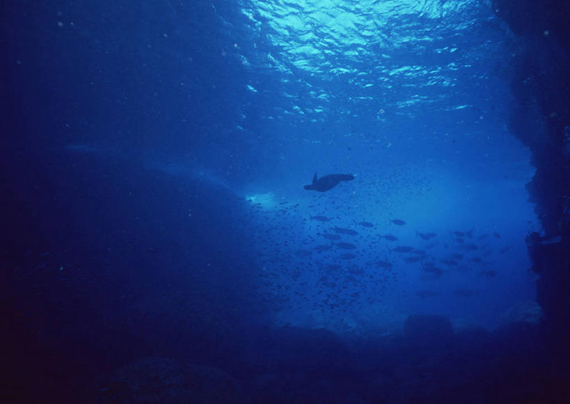 游泳,海鲜,无人,横图,室外,白天,侧面,旅游,度假,海底,水下,海浪,海洋,礁石,石头,美景,东京,日本,亚洲,许多,鱼,石子,景观,浪花,水底,很多,鲔鱼,注视,娱乐,水产,金枪鱼,鱼类,海洋生物,自然,海水,观察,看,享受,休闲,景色,放松,海底世界,观看,吞拿鱼,察看,关注,自然风光,水生动物,海产品,水生物,海景,东亚,海底动物,本州,关东地方,本州岛,日本国,东京都,泅水,小笠原群岛,拍浮,小笠原村,小笠原支厅,大海,风浪,海,海床,海水的波动,礁,近岸浪,石块,岩石,涌浪,半身,彩图