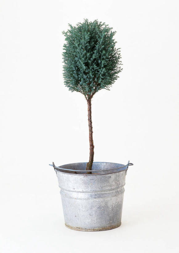 无人,竖图,室内,特写,白天,白色背景,正面,植物,松树,盆栽,盆景,树,树木,一个,绿色,自然,摄影,影棚,生长,单个,成长,坚定,长寿,贞洁,盆景树,盆栽树,彩图,影棚拍摄,拍摄