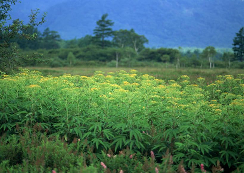 无人,横图,室外,白天,正面,旅游,度假,美景,树林,植物,日本,亚洲,阴影,盛开,光线,影子,景观,云,云朵,花蕾,云彩,娱乐,花,花瓣,花朵,鲜花,树,树木,蓝色,绿色,白云,蓝天,天空,阳光,自然,天,花苞,花蕊,享受,休闲,景色,放松,生长,晴朗,成长,自然风光,东亚,本州,关东地方,本州岛,日本国,栃木,栃木县,秋麒麟草,孤独,晴空,彩图