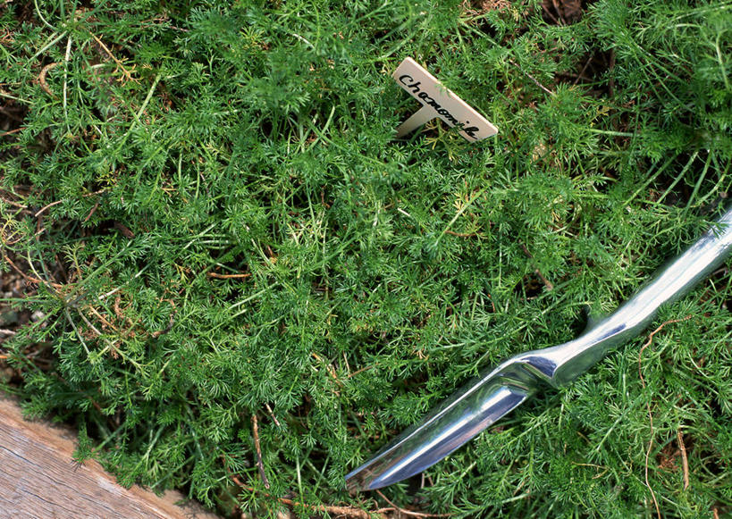 无人,花园,横图,俯视,室外,特写,白天,花圃,美景,指示牌,英文,标志,铲子,文字,字符,字母,景观,泥土,土壤,园艺,标识,自然,香草,景色,甘菊,英文字母,自然风光,杭菊花,高尚,杭白菊,芳香植物,小花园,彩图,高角度拍摄