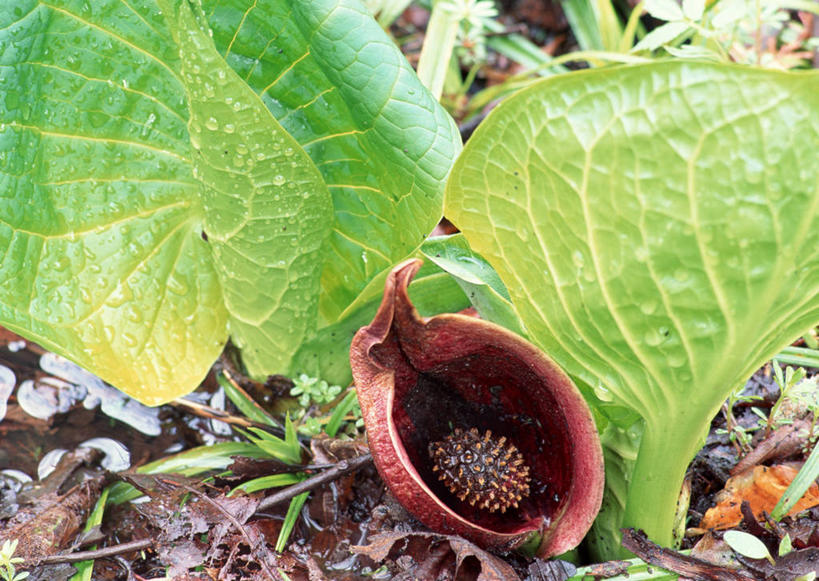 无人,横图,室外,特写,白天,正面,花海,花圃,美景,水,植物,露水,叶子,日本,亚洲,朦胧,模糊,盛开,透明,液体,景观,水滴,草药,药草,花蕾,中药,水珠,花,花瓣,花朵,花卉,鲜花,一朵,红色,绿色,自然,花丛,花束,花田,露珠,花苞,花蕊,景色,生机,有毒,剔透,自然风光,药材,中草药,东亚,中药材,本草,本州,本州岛,日本国,东北地方,福岛,福岛县,灵动,通明,臭菘,彩图,晶莹