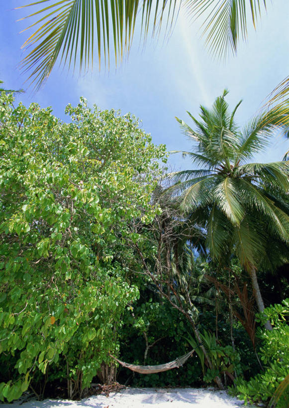 无人,竖图,室外,白天,仰视,旅游,度假,美景,植物,床,吊床,棕榈树,叶子,马尔代夫,亚洲,吊挂,悬挂,阴影,光线,影子,景观,云,云朵,绿叶,挂,云彩,娱乐,树,树木,蓝色,绿色,白云,蓝天,天空,阳光,自然,天,享受,休闲,嫩叶,景色,放松,生长,晴朗,成长,安逸,自然风光,南亚,棕榈叶,马尔代夫共和国,安适,清闲,叶,叶片,晴空,彩图,低角度拍摄,索尼娃姬莉酒店