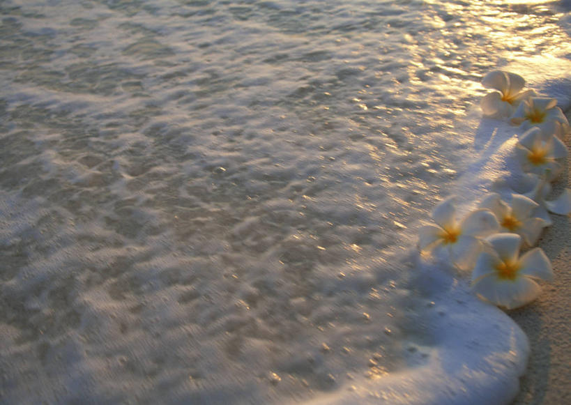 无人,横图,俯视,室外,特写,白天,旅游,度假,海浪,海洋,美景,沙滩,马尔代夫,亚洲,阴影,盛开,光线,沙子,影子,海岸,景观,浪花,沙地,花蕾,娱乐,赤素馨花,花,花瓣,花朵,鲜花,白色,阳光,自然,海水,花苞,花蕊,享受,休闲,景色,放松,自然风光,南亚,海景,缅栀子,蛋黄花,鸡蛋花,缅栀花,马尔代夫共和国,大季花,印度素馨,大海,风浪,海,海水的波动,海滩,近岸浪,涌浪,彩图,高角度拍摄,索尼娃姬莉酒店