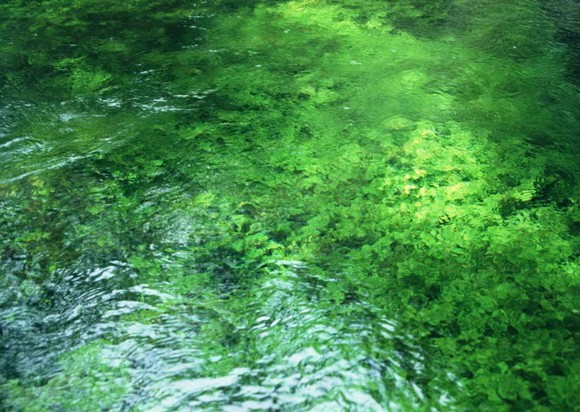 无人,横图,俯视,室外,特写,白天,旅游,度假,湖,湖泊,美景,水,植物,日本,亚洲,波纹,新鲜,湖面,景观,水流,水面,水草,涟漪,娱乐,绿色,倒影,水纹,自然,波浪,湖水,享受,休闲,景色,放松,生长,成长,青春,倒映,生命,自然风光,和平,安详,东亚,本州,本州岛,日本国,岩手,岩手县,水晕,东北地方,冷色,反照,彩图,高角度拍摄,岩手郡