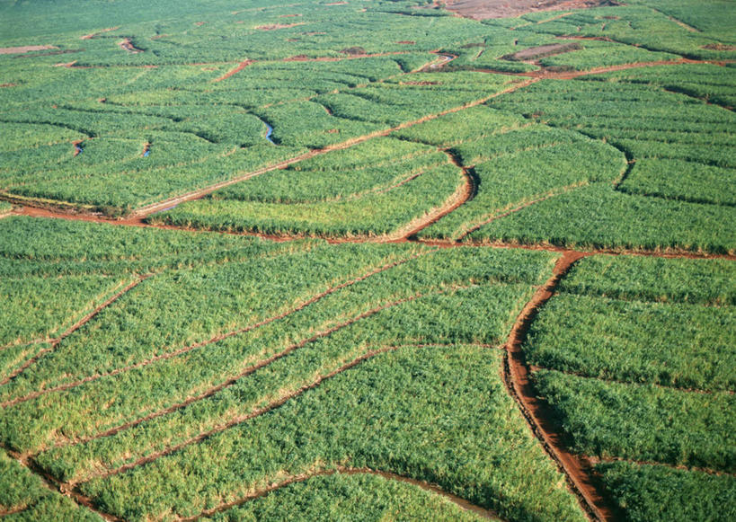 无人,农田,横图,俯视,航拍,室外,白天,旅游,度假,庄稼,农作物,岛屿,美景,水果,叶子,夏威夷,美国,阴影,新鲜,光线,影子,景观,生食,食品,果实,绿叶,甘蔗,娱乐,食物,阳光,自然,享受,休闲,嫩叶,景色,放松,有机食品,绿色食品,北美,北美洲,鸟瞰,自然风光,美洲,夏威夷州,爱洛哈之州,北亚美利加洲,亚美利加洲,糖蔗,竹蔗,叶,叶片,列岛,群岛,诸岛,彩图,高角度拍摄,耕地,庄稼田,毛伊岛,茂伊岛,茂宜岛,山谷之岛