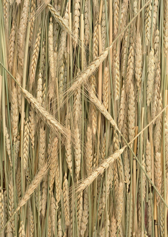 无人,竖图,室内,特写,白天,正面,一堆,许多,堆叠,堆积,纹路,纹理,谷物,粟米,堆,小米,肌理,谷子,粟,粢米,彩图