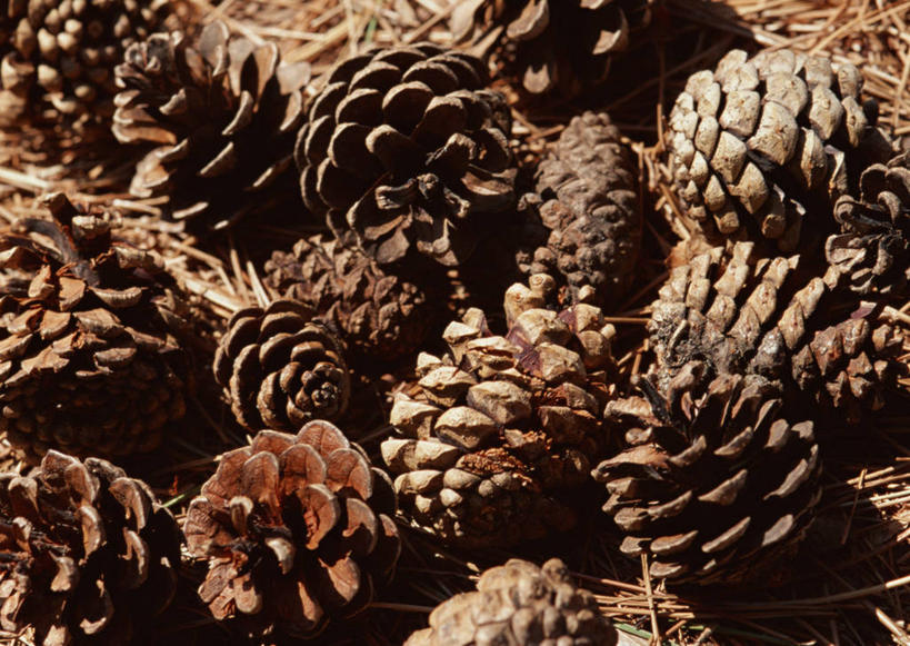 无人,横图,俯视,室外,特写,白天,美景,一堆,许多,堆叠,堆积,纹路,纹理,景观,坚果,果实,松果,自然,干果,景色,堆,松塔,自然风光,肌理,彩图,高角度拍摄