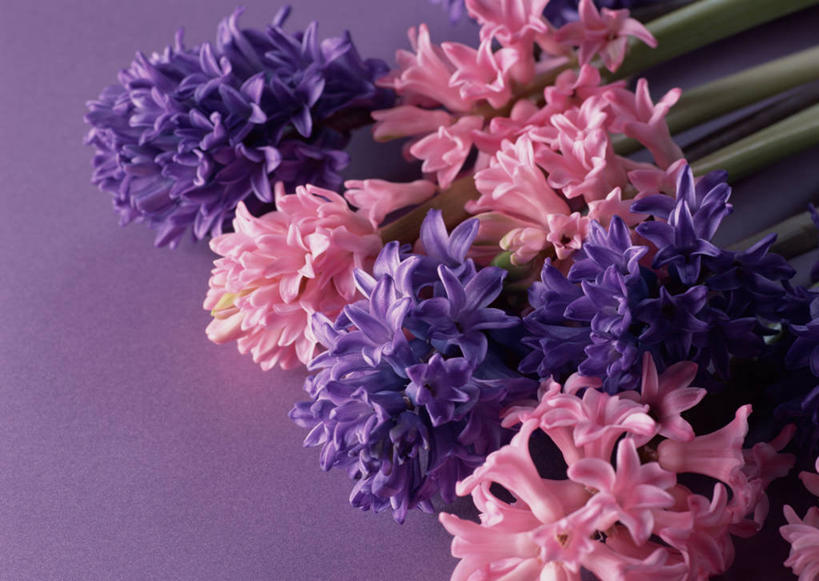 无人,横图,室内,特写,白天,正面,爱情,风信子,许多,紫色背景,盛开,花蕾,花,花瓣,花朵,鲜花,粉色,紫色,花苞,花蕊,摄影,影棚,悲伤,喜悦,风信花,怀念,悲哀,彩图,影棚拍摄,拍摄
