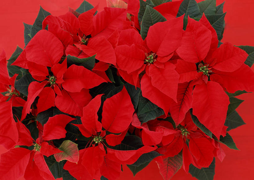 无人,横图,室内,特写,白天,正面,叶子,许多,盛开,绿叶,圣诞红,一品红,花蕾,花,花瓣,花朵,鲜花,红色,花苞,花蕊,圣诞花,嫩叶,猩猩木,绿洲,叶,叶片,彩图