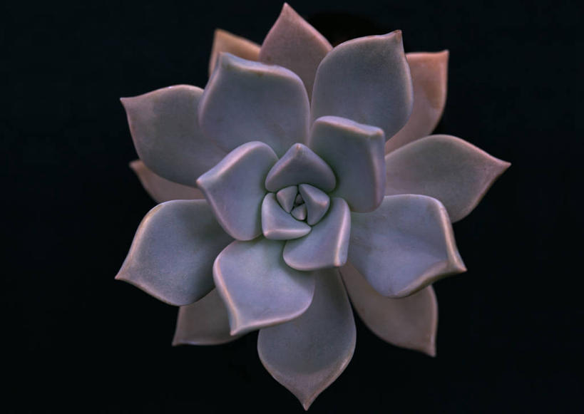 无人,横图,室内,特写,白天,正面,爱情,黑色背景,盛开,宝石花,花蕾,花,花瓣,花朵,鲜花,一朵,花苞,花蕊,摄影,影棚,石莲花,勤劳,彩图,影棚拍摄,拍摄