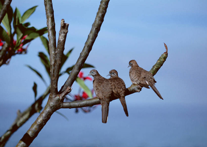 无人,站,横图,室外,白天,岛屿,美景,植物,鸟,夏威夷,美国,三只,阴影,朦胧,模糊,光线,鸟类,影子,景观,云,云朵,枝条,云彩,注视,树,树木,树枝,背面,蓝色,白云,蓝天,天空,阳光,自然,天,观察,看,站着,景色,晴朗,观看,察看,北美,北美洲,关注,自然风光,美洲,夏威夷州,爱洛哈之州,可爱岛,考艾岛,考爱岛,北亚美利加洲,亚美利加洲,花园之岛,虬枝,枝杈,列岛,群岛,诸岛,晴空,站立,彩图,全身