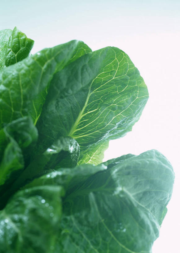 无人,竖图,俯视,室内,特写,白天,蔬菜,叶子,灰色背景,新鲜,青菜,食品,绿叶,食物,嫩叶,摄影,有机食品,绿色食品,影棚,小白菜,不结球白菜,叶,叶片,彩图,高角度拍摄,影棚拍摄,拍摄