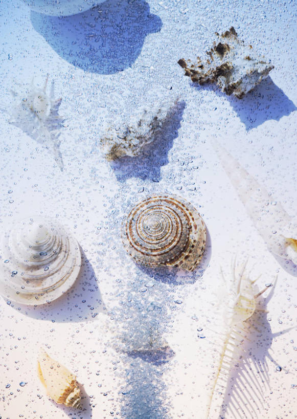 无人,竖图,室内,白天,正面,数码,科技,沙滩,水,贝壳,许多,阴影,波纹,透明,网络,沙子,液体,海岸,气泡,水滴,海螺,涟漪,沙地,漩涡,高光,几何,计算机图形,合成,水泡,海洋生物,水珠,水纹,泡泡,软体动物,峨螺,电脑合成图,数码合成图,圆弧,合成图,水生动物,水生物,海底动物,写实,具体,具象,骨螺,刺螺,贝类外壳,海螺壳,软体动物外壳,海滩,彩图