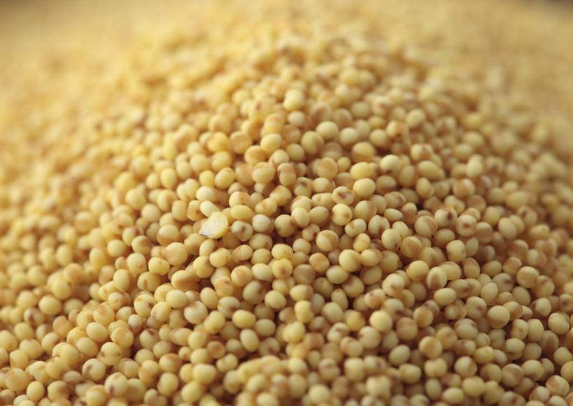 无人,横图,俯视,室内,特写,白天,一堆,许多,阴影,堆叠,堆积,朦胧,模糊,透明,反射,影子,谷物,辉煌,黄色,健康,粟米,摄影,活泼,影棚,希望,堆,暖色,小米,光辉,谷子,粟,粢米,光明,功名,轻快,彩图,高角度拍摄,影棚拍摄,拍摄