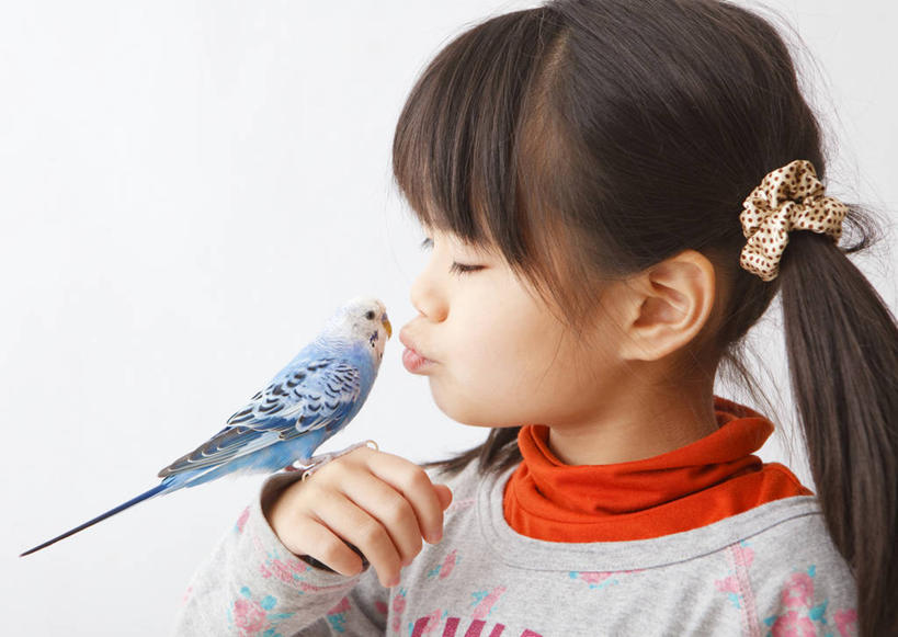 东方人,儿童,嘴,一个人,站,闭眼,吻,横图,室内,白天,白色背景,正面,纯洁,鸟,鹦鹉,亚洲,仅一个女性,仅一个人,服装,鸟类,休闲装,黄种人,一只,小孩,衣服,蓝色,动物,嘟嘴,站着,仅一个小孩,休闲,休闲服,撅嘴,可爱,童年,童趣,摄影,服饰,活泼,影棚,童真,烂漫,无邪,观赏鸟,彩凤,虎皮鹦鹉,娇凤,天真,女孩,女人,女性,亚洲人,孩子,嘴巴,嘴唇,闭眼睛,闭着眼,闭着眼睛,亲,亲吻,站立,半身,彩图,影棚拍摄,拍摄,女生