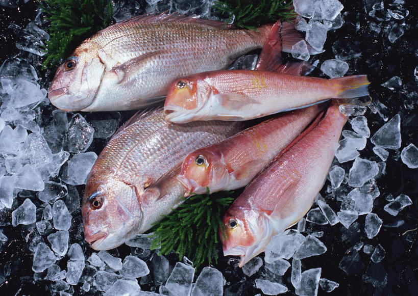 海鲜,无人,横图,俯视,室内,特写,白天,餐桌,桌子,叶子,一排,许多,阴影,黑色背景,整齐,并列,并排,反射,鱼,影子,冰,冰块,绿叶,很多,鲷鱼,冷冻,水产,鱼类,海洋生物,排列,红色,张嘴,嫩叶,寒冷,摄影,影棚,冷藏,餐台,鲷,加吉鱼,铜盆鱼,真鲷,冰冷,队列,水生动物,海产品,平行,水生物,张大嘴巴,红鲷,海底动物,班加吉,加真鲷,保鲜,红加吉,白方头鱼,方头鱼,甘鲷,红马头,马头鱼,银方头鱼,叶,叶片,张开嘴,彩图,高角度拍摄,全身,影棚拍摄,拍摄