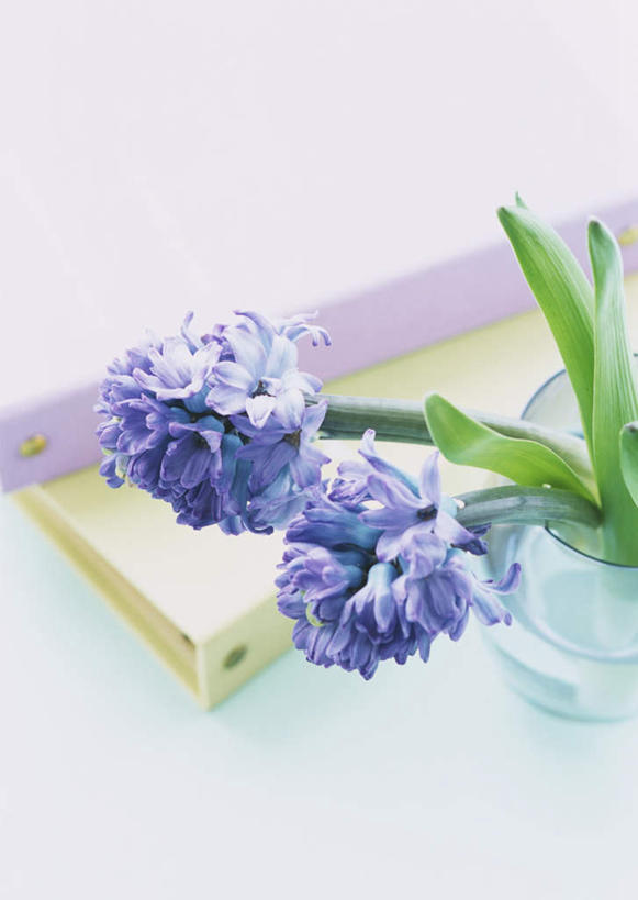 无人,竖图,俯视,室内,特写,白天,白色背景,爱情,风信子,花瓶,叶子,阴影,朦胧,模糊,盛开,反射,影子,绿叶,花蕾,玻璃制品,花,花瓣,花朵,鲜花,两朵,两个,紫色,玻璃瓶,瓶子,花苞,花蕊,嫩叶,摄影,影棚,悲伤,喜悦,风信花,怀念,文件架,资料架,悲哀,文件框,文件座,资料档,资料座,西洋水仙,叶,叶片,彩图,高角度拍摄,影棚拍摄,拍摄