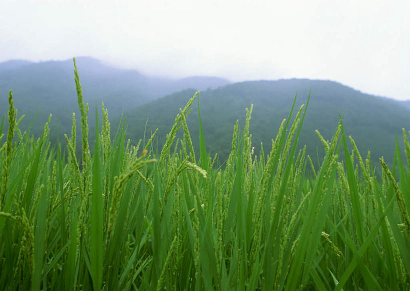 无人,农田,横图,室外,白天,正面,旅游,度假,农业,庄稼,农作物,美景,山,山脉,雾,日本,亚洲,朦胧,模糊,稻田,景观,山峰,山峦,娱乐,自然,群山,享受,休闲,景色,放松,迷雾,自然风光,东亚,本州,本州岛,日本国,中部地方,岐阜,岐阜县,大雾,彩图,耕地,庄稼田,惠那,惠那市