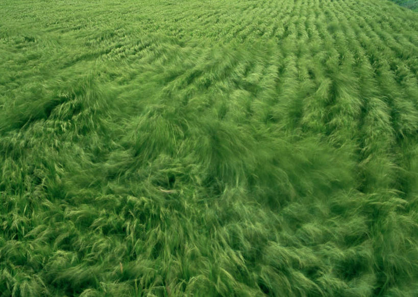 无人,农田,横图,俯视,室外,特写,白天,旅游,度假,农业,庄稼,农作物,美景,长野县,日本,亚洲,新鲜,稻田,景观,娱乐,绿色,自然,享受,休闲,景色,放松,青春,生命,自然风光,和平,安详,东亚,本州,本州岛,日本国,中部地方,长野,冷色,北安,北安昙郡,彩图,高角度拍摄,耕地,庄稼田,松川村