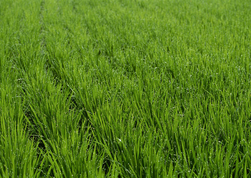 无人,农田,横图,俯视,室外,特写,白天,旅游,度假,农业,庄稼,农作物,美景,长野县,日本,亚洲,新鲜,稻田,景观,娱乐,绿色,自然,享受,休闲,景色,放松,青春,生命,自然风光,和平,安详,东亚,本州,本州岛,日本国,中部地方,长野,冷色,北安,北安昙郡,彩图,高角度拍摄,耕地,庄稼田,白马村