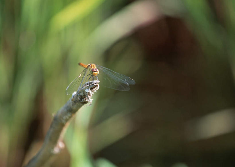 无人,农田,横图,室外,特写,白天,正面,旅游,度假,农业,庄稼,农作物,美景,长野县,日本,亚洲,伸展,张开,展翅,阴影,朦胧,模糊,新鲜,光线,翅膀,蜻蜓,昆虫,影子,稻田,景观,谷物,水稻,停留,娱乐,稻,一只,绿色,阳光,自然,动物,享受,休闲,景色,放松,青春,停止,生命,自然风光,和平,安详,猫猫丁,咪咪洋,蚂螂,河嘻嘻,益虫,东亚,张开翅膀,本州,本州岛,日本国,中部地方,长野,冷色,逗留,停顿,展开翅膀,北安,北安昙郡,彩图,全身,耕地,庄稼田,白马村