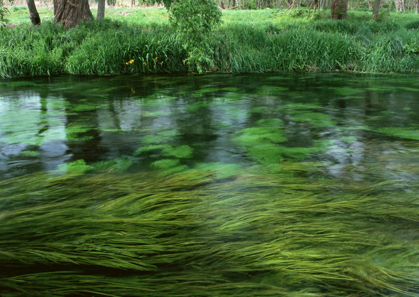 无人,横图,俯视,室外,白天,旅游,度假,草地,草坪,河流,美景,水,植物,长野县,日本,亚洲,河水,景观,水流,娱乐,草,树,树木,绿色,小溪,自然,溪水,享受,休闲,景色,放松,生长,成长,自然风光,东亚,本州,本州岛,日本国,中部地方,长野,安昙野,安昙野市,彩图,高角度拍摄