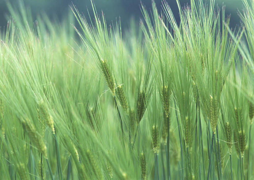 无人,农田,横图,室外,特写,白天,正面,旅游,度假,庄稼,农作物,美景,日本,亚洲,朦胧,模糊,新鲜,景观,麦田,娱乐,绿色,自然,享受,休闲,景色,放松,青春,生命,自然风光,和平,安详,东亚,本州,本州岛,日本国,中部地方,岐阜,岐阜县,冷色,彩图,耕地,庄稼田,惠那,惠那市