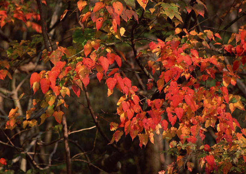 无人,横图,室外,特写,白天,正面,旅游,度假,美景,秋季,植物,枫树,叶子,日本,亚洲,景观,枫叶,枯叶,落叶,枝条,娱乐,树,树木,树枝,黄色,红色,自然,享受,休闲,景色,放松,枫树叶,自然风光,东亚,日本国,九州本岛,九州,九州岛,九州地方,宫崎,宫崎县,槭树,日本红枫,日本红丝带,虬枝,枝杈,叶,叶片,秋,秋天,彩图,葡萄槭,藤枫,藤槭,日之影町,西臼杵郡