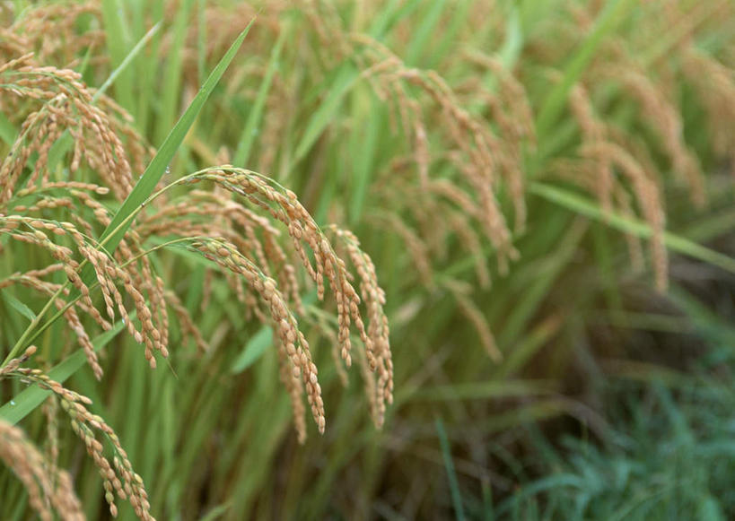 无人,农田,横图,俯视,室外,特写,白天,旅游,度假,农业,庄稼,农作物,美景,长野县,日本,亚洲,丰富,丰收,朦胧,模糊,新鲜,稻田,景观,丰盛,娱乐,绿色,自然,享受,休闲,金色,景色,放松,青春,生命,自然风光,和平,安详,东亚,本州,本州岛,日本国,中部地方,长野,冷色,丰登,丰硕,北安,北安昙郡,彩图,高角度拍摄,耕地,庄稼田,白马村