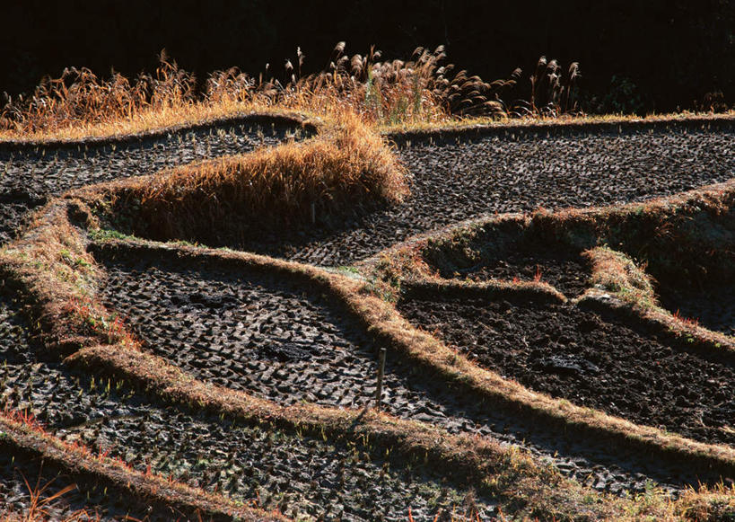 无人,农田,横图,俯视,室外,白天,旅游,度假,庄稼,梯田,农作物,美景,长野县,日本,亚洲,丰富,丰收,曲折,弯曲,纹路,纹理,景观,丰盛,娱乐,自然,享受,休闲,景色,放松,蜿蜒,自然风光,东亚,本州,肌理,本州岛,日本国,中部地方,长野,县厅,丰登,丰硕,彩图,高角度拍摄,耕地,庄稼田,长野市