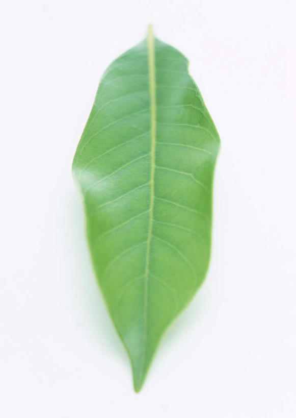 无人,竖图,室内,特写,白天,白色背景,正面,纯洁,植物,竹子,叶子,一片,纹理,绿叶,绿色,嫩叶,摄影,影棚,高雅,肌理,奉献,质朴,正直,担当,叶,叶片,叶脉,竹,彩图,影棚拍摄,拍摄,江南竹,毛竹,茅竹,孟宗竹,楠竹,奋进,操守,四君子,岁寒三友,性坚,虚怀,虚心,善群,卓尔