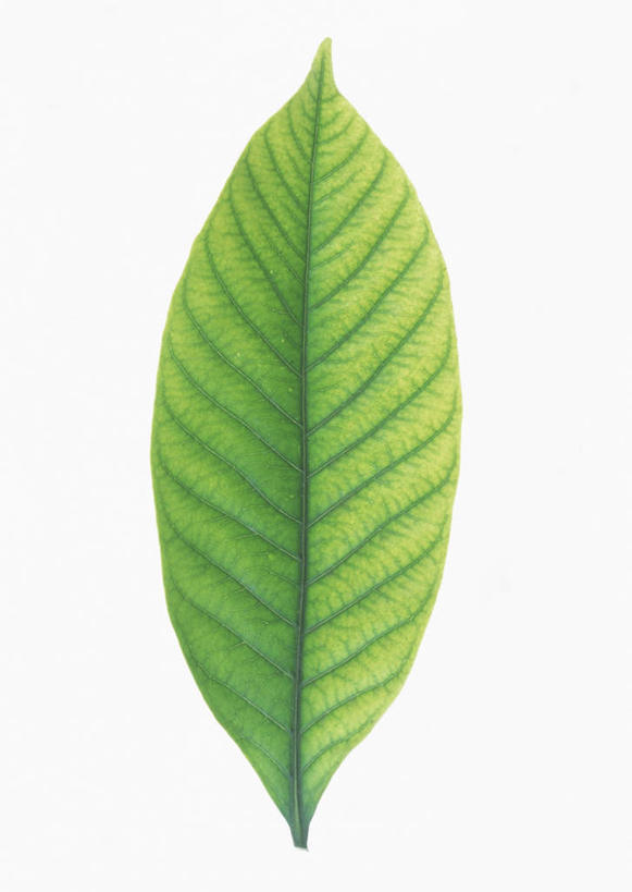 无人,竖图,室内,特写,白天,白色背景,正面,爱情,植物,叶子,一片,纹理,栀子花,绿叶,绿色,嫩叶,摄影,影棚,栀子,坚强,肌理,永恒,守候,黄栀,黄栀子,山栀,山栀子,叶,叶片,叶脉,彩图,影棚拍摄,拍摄