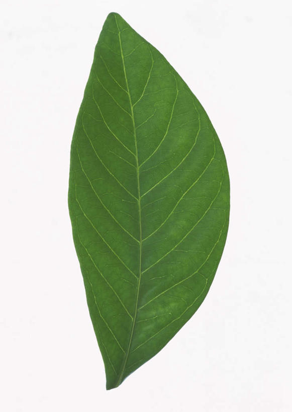 无人,竖图,室内,特写,白天,白色背景,正面,爱情,植物,叶子,一片,纹理,栀子花,绿叶,绿色,嫩叶,摄影,影棚,栀子,坚强,肌理,永恒,守候,黄栀,黄栀子,山栀,山栀子,叶,叶片,叶脉,彩图,影棚拍摄,拍摄