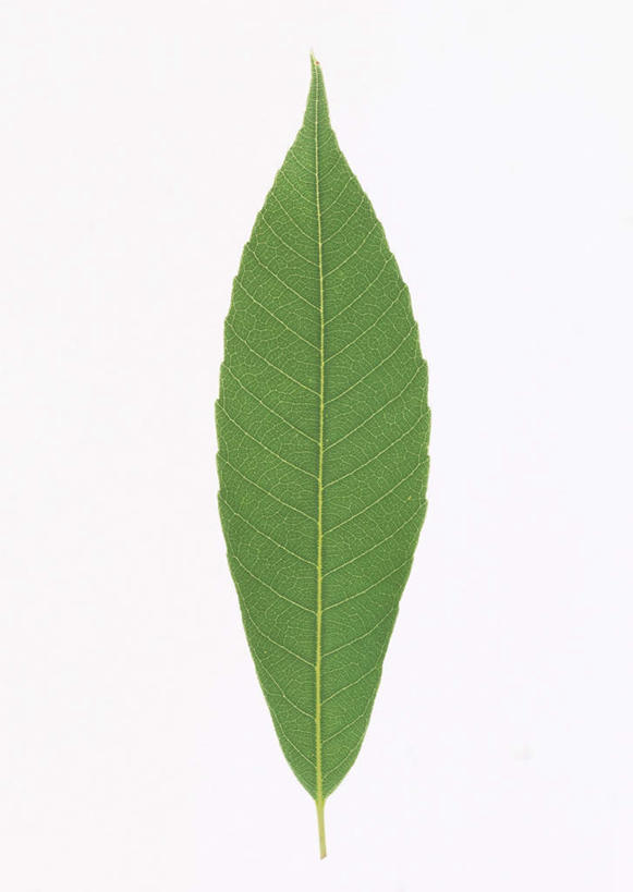 无人,竖图,室内,特写,白天,白色背景,正面,植物,叶子,一片,纹理,绿叶,绿色,嫩叶,摄影,影棚,橡树,肌理,沼生橡树,叶,叶片,叶脉,彩图,影棚拍摄,拍摄